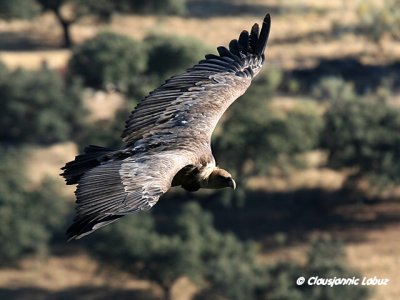 Griffon Vulture / Gåsegrib