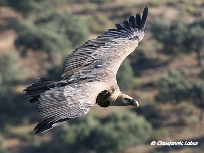 Griffon Vulture / Gåsegrib