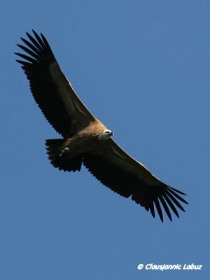 Griffon Vulture / Gåsegrib