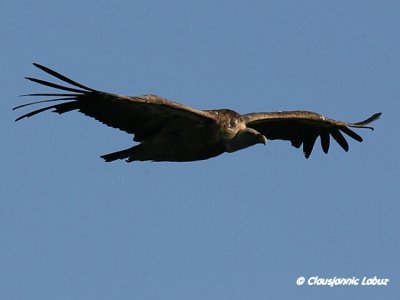 Griffon Vulture / Gåsegrib