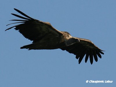 Griffon Vulture / Gåsegrib