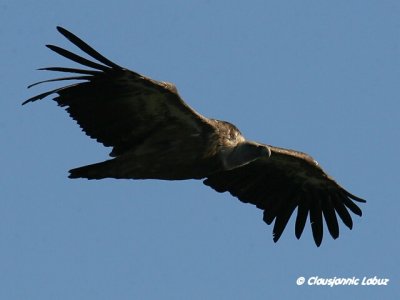 Griffon Vulture / Gåsegrib