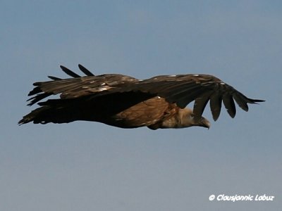 Griffon Vulture / Gåsegrib