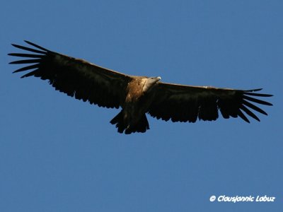Griffon Vulture / Gåsegrib