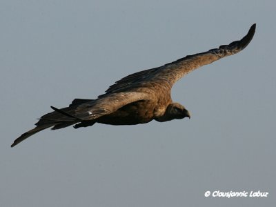 Griffon Vulture / Gåsegrib