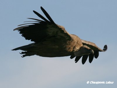Griffon Vulture / Gåsegrib
