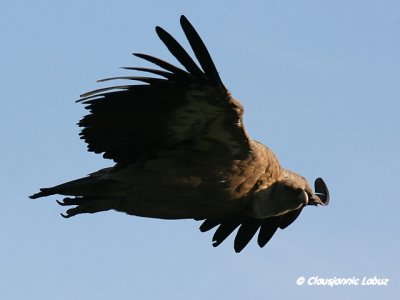 Griffon Vulture / Gåsegrib