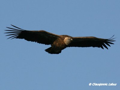 Griffon Vulture / Gåsegrib