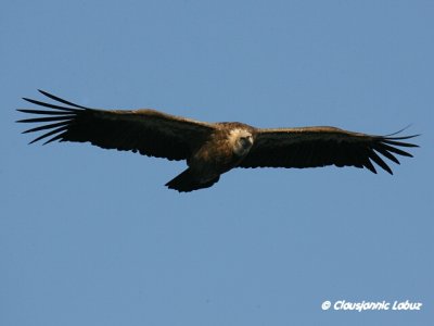 Griffon Vulture / Gåsegrib