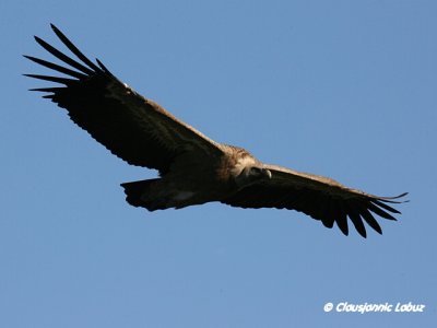 Griffon Vulture / Gåsegrib