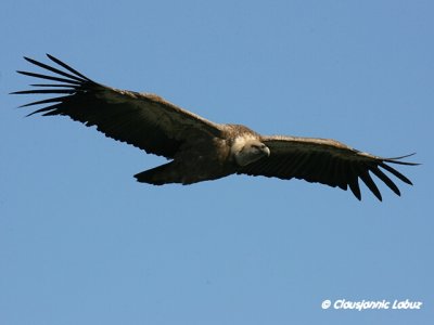 Griffon Vulture / Gåsegrib