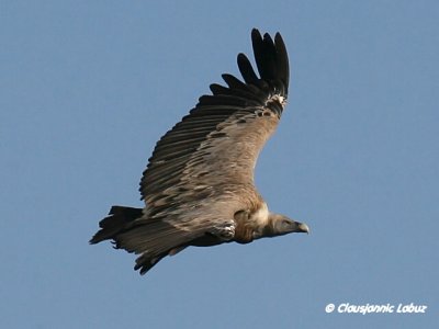 Griffon Vulture / Gåsegrib