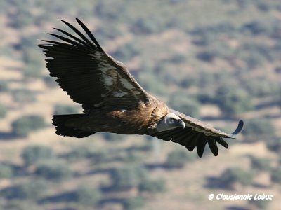 Griffon Vulture / Gåsegrib