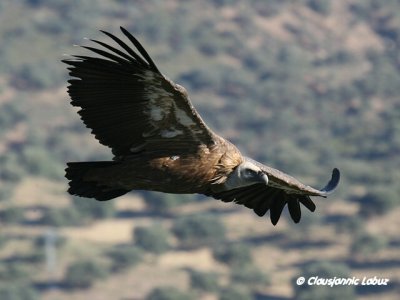 Griffon Vulture / Gåsegrib