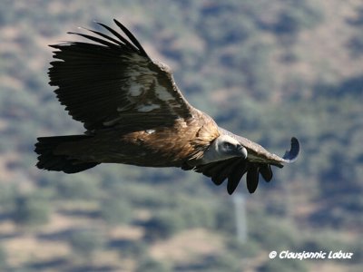 Griffon Vulture / Gåsegrib