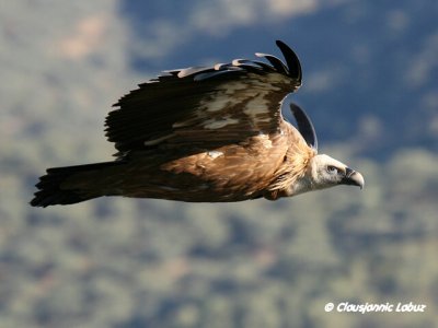 Griffon Vulture / Gåsegrib