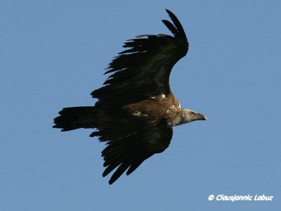 Griffon Vulture / Gåsegrib