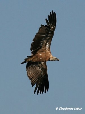 Griffon Vulture / Gåsegrib