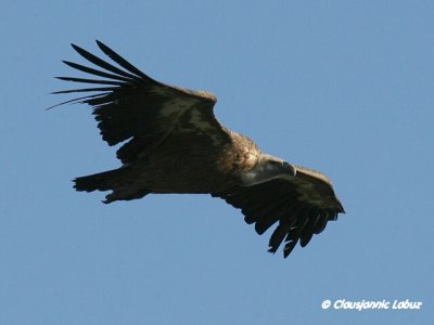 Griffon Vulture / Gåsegrib
