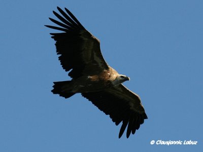 Griffon Vulture / Gåsegrib