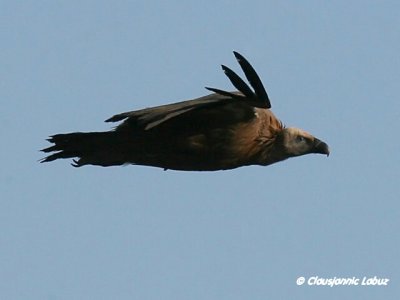 Griffon Vulture / Gåsegrib