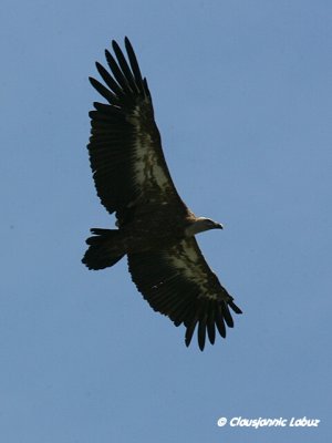 Griffon Vulture / Gåsegrib