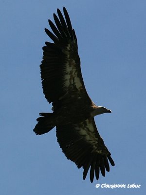 Griffon Vulture / Gåsegrib