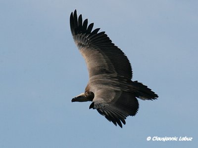 Griffon Vulture / Gåsegrib