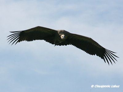 Griffon Vulture / Gåsegrib