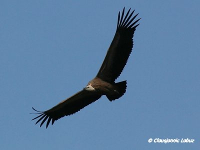 Griffon Vulture / Gåsegrib
