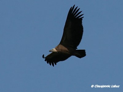 Griffon Vulture / Gåsegrib