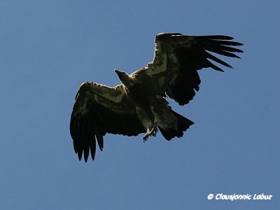 Griffon Vulture / Gåsegrib