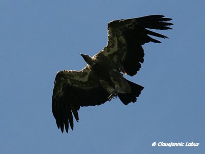 Griffon Vulture / Gåsegrib