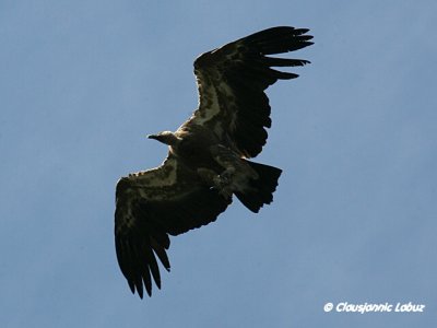 Griffon Vulture / Gåsegrib