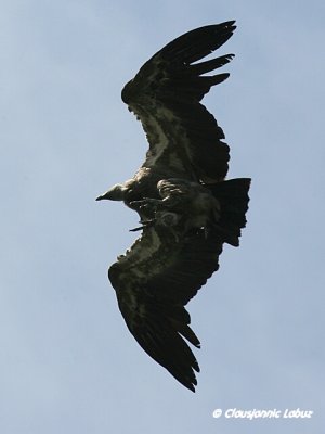 Griffon Vulture / Gåsegrib