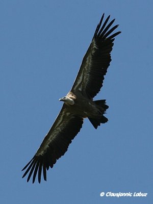 Griffon Vulture / Gåsegrib