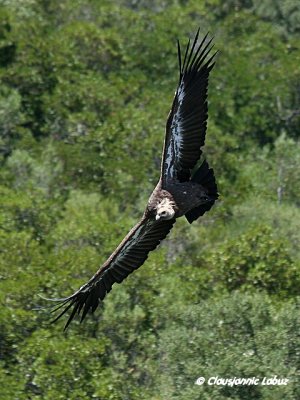 Griffon Vulture / Gåsegrib