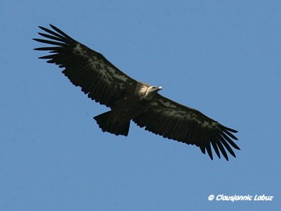 Griffon Vulture / Gåsegrib