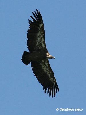 Griffon Vulture / Gåsegrib