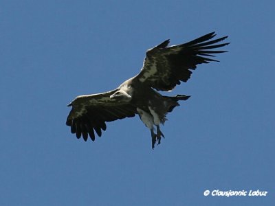 Griffon Vulture / Gåsegrib