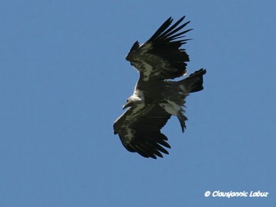 Griffon Vulture / Gåsegrib