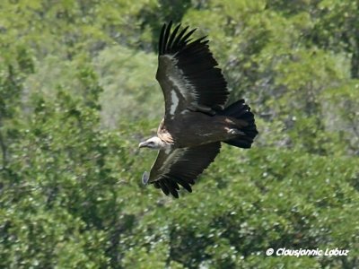 Griffon Vulture / Gåsegrib