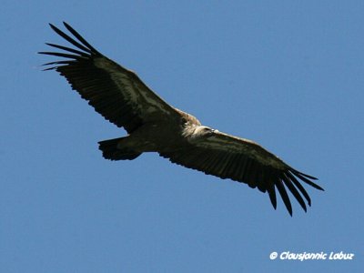 Griffon Vulture / Gåsegrib