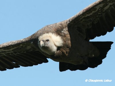 Griffon Vulture / Gåsegrib