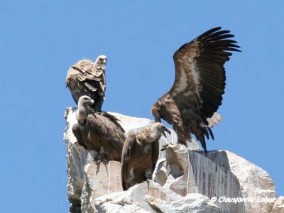 Griffon Vulture / Gåsegrib