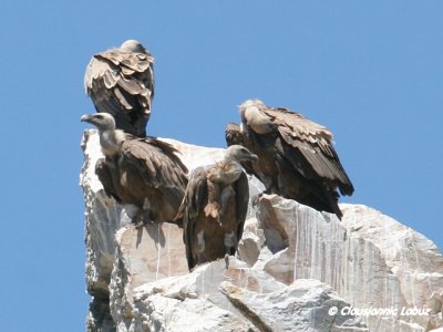 Griffon Vulture / Gåsegrib