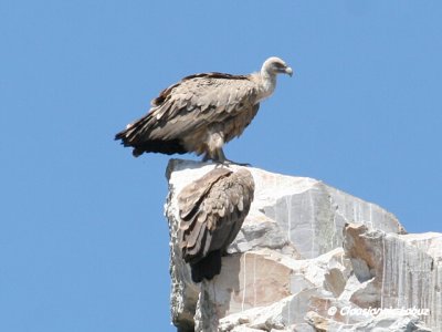 Griffon Vulture / Gåsegrib