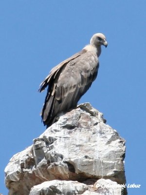 Griffon Vulture / Gåsegrib