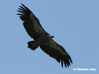 Griffon Vulture / Gåsegrib