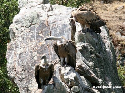 Griffon Vulture / Gåsegrib